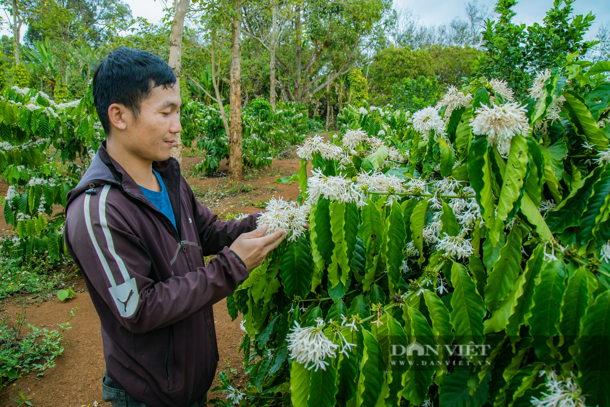 Mưa trái mùa ở Đắk Lắk đẩy nhiều loại cây tiền tỷ vào nguy cơ mất mùa - Ảnh 7.